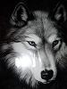 Wolf_TROIA