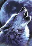 Night_Wolf_