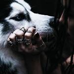 Fenrir_Lobo