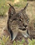 _Lynx_