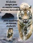 TIGRE_SIBERIANO_